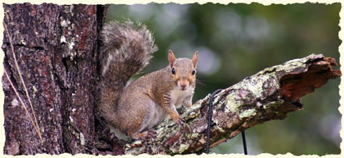 Eichhörnchen [Bildquelle:morguefile.com]