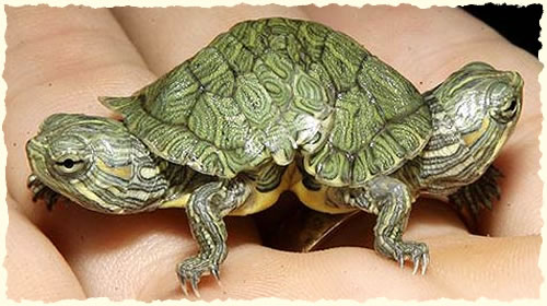 zweiköpfige Schildkröte [Bildquelle: www.krone.at]