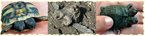 Schildkröten mit 2 Köpfen